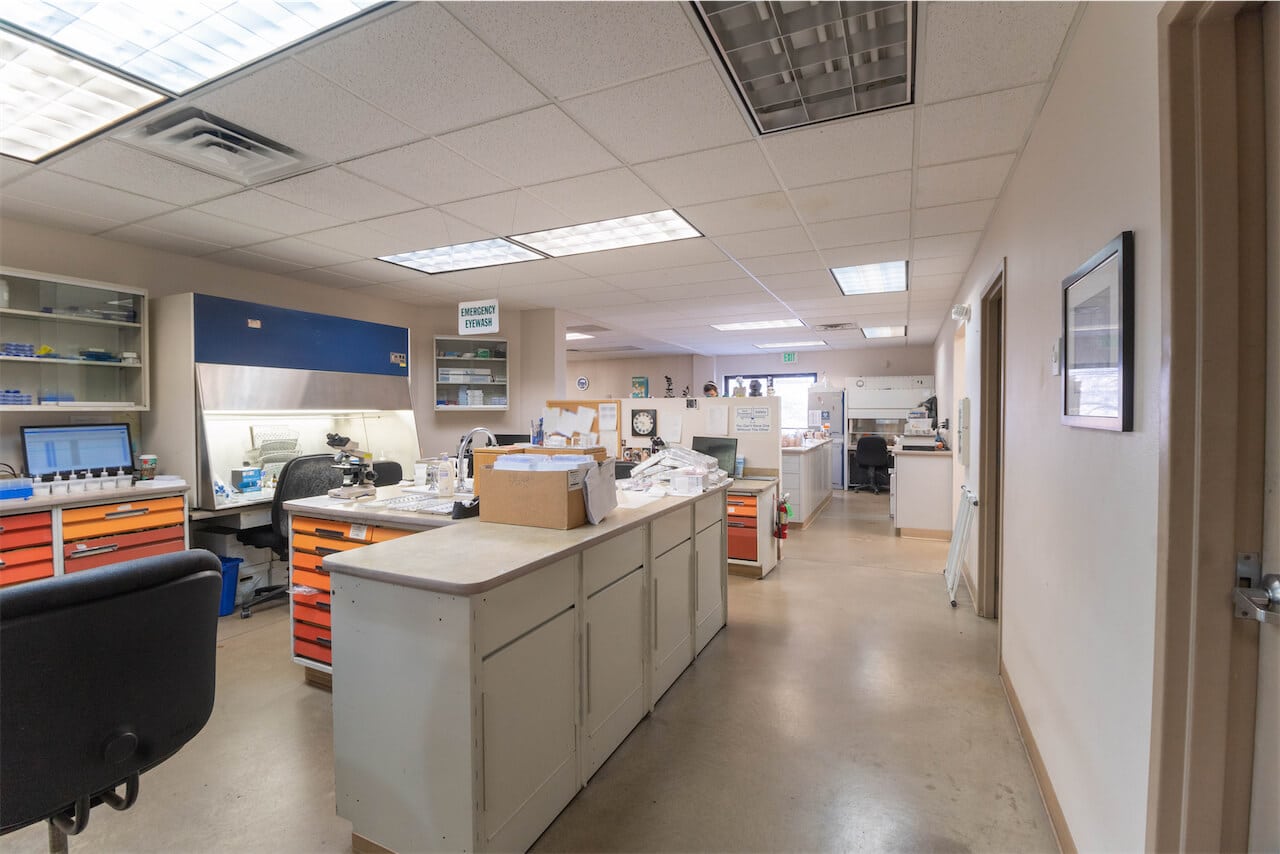 lab